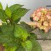 Hortenzia pílovitá (Hydrangea serrata) ´PRECIOZA´ - výška 30-50 cm, kont. C3L (-29°C)